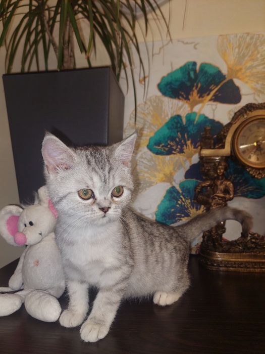 Скоттиш страйт котёнок. Девочка.