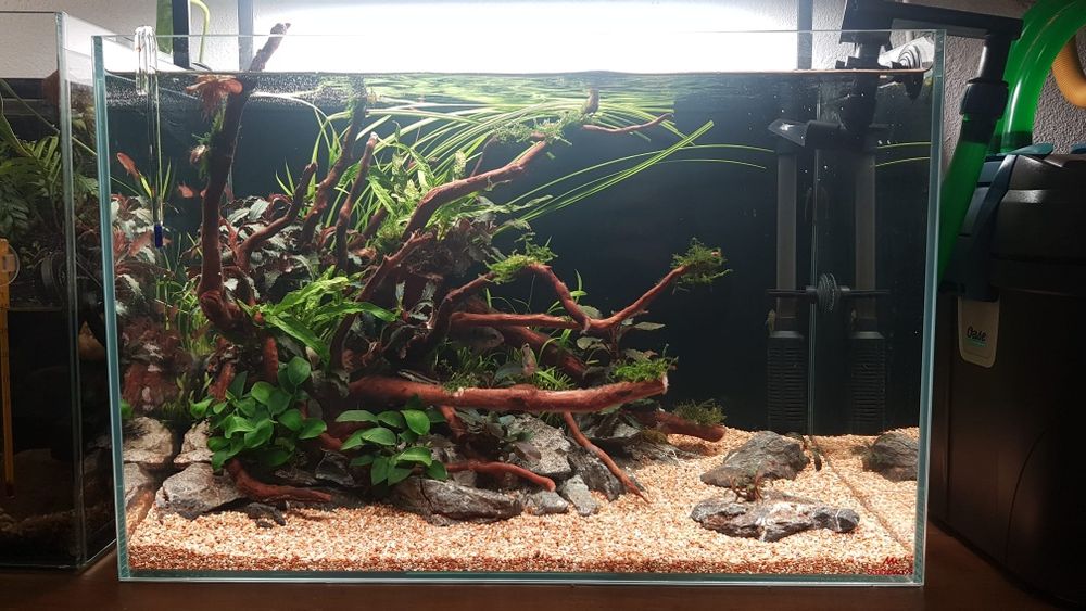 Aquario stridways de 45cm 34L com layout