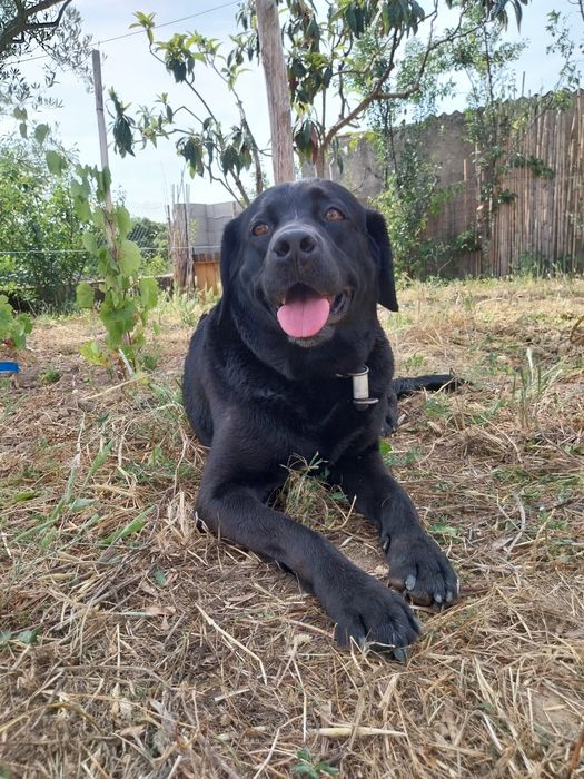 Dou labrador fêmea
