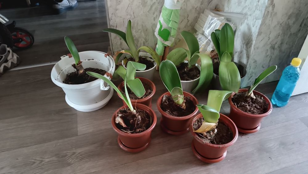 Пушистый гемантус до свята всем та краси +клівія-500 грн!