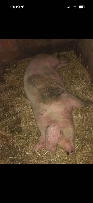 Animais com qualidade