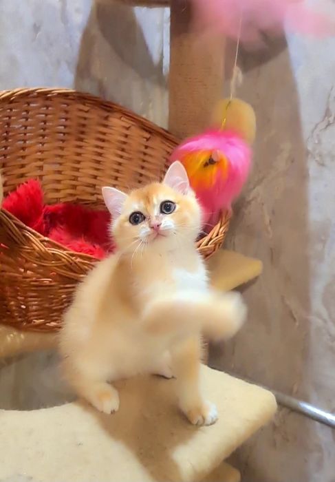 Мальчики и Девочка золотая шиншилла