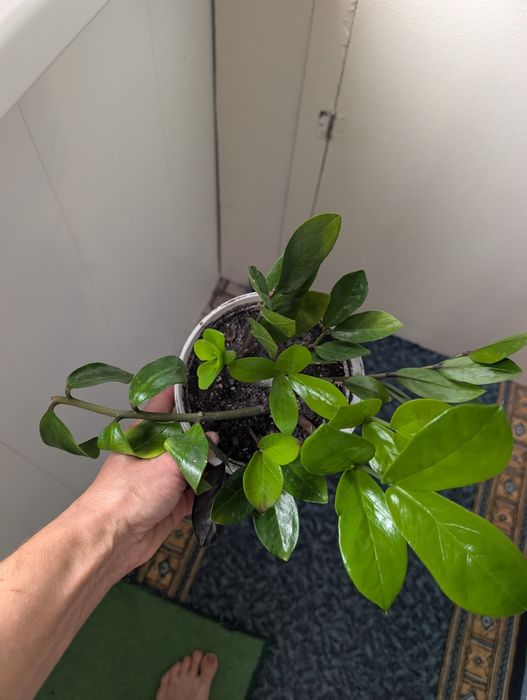 Продам Заміокукас