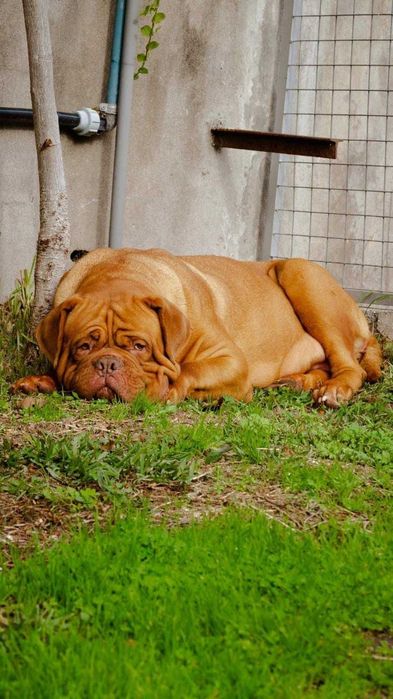 Dogue de Bordeus Princesa com LOP