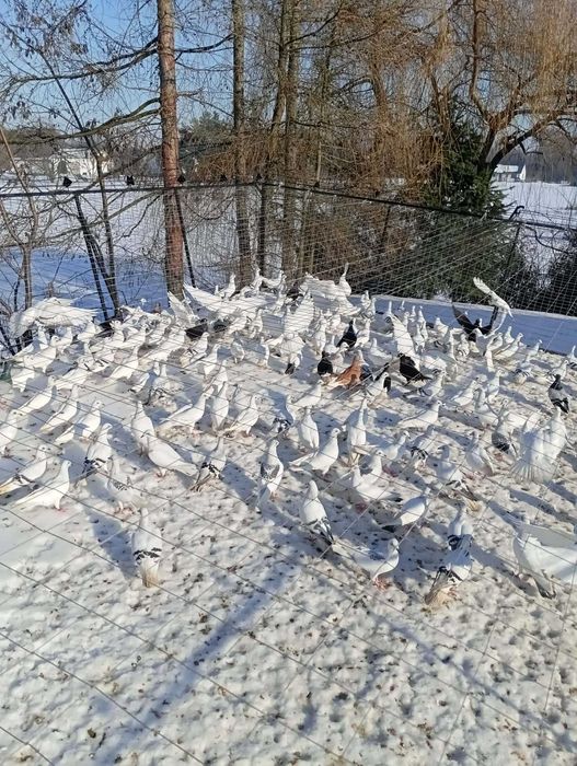 Gołębie do ganiania