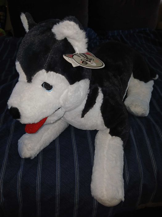 Piesek Husky pluszowa maskotka