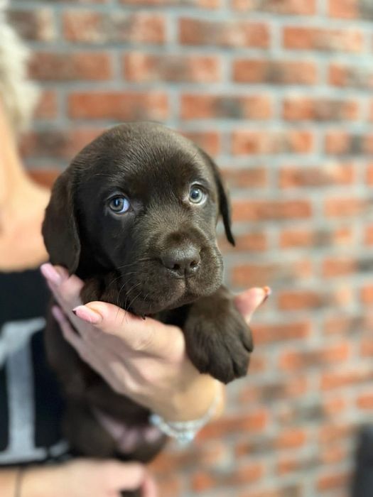 Labrador czekoladowy maluszek