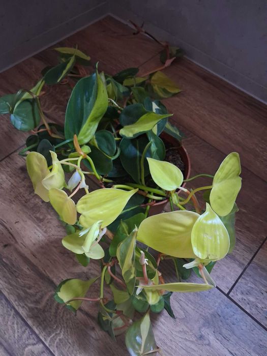Philodendron scandens 'Brasil' Filodendron pnący