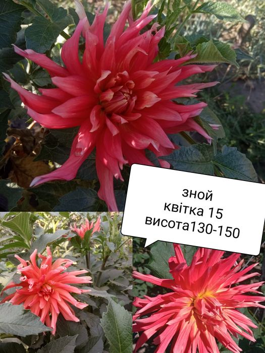 Продам Клубні жоржин