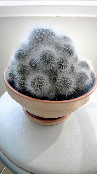 Кактус Rebutia senilis