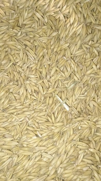 Sprzedam pszenicę, pszenżyto, jęczmień, kukurydza,owies