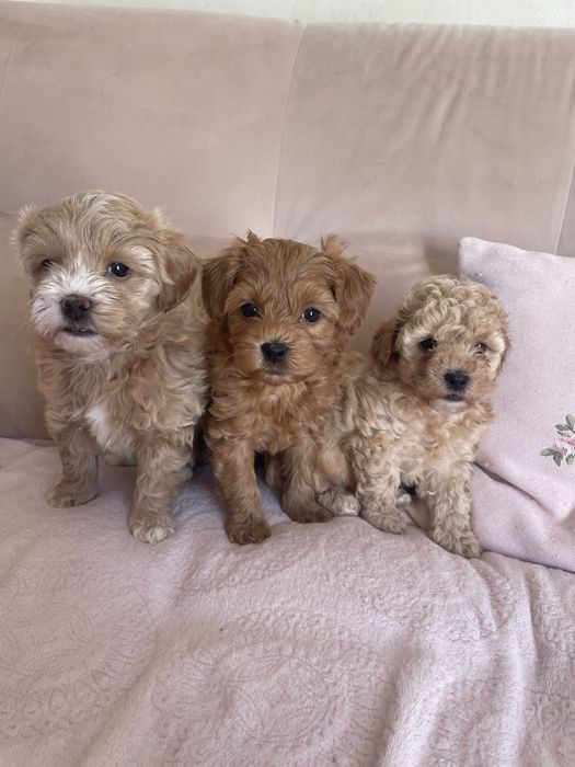 Maltipoo F1b mix maltipoo&pudel toy do rezerwacji
