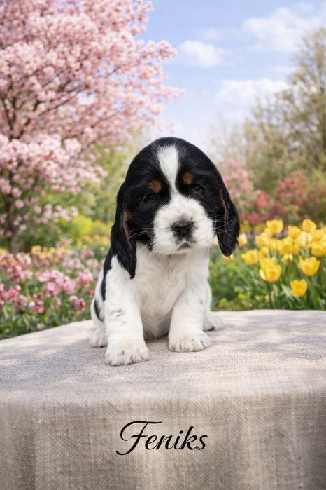 Cocker Spaniel Angielski