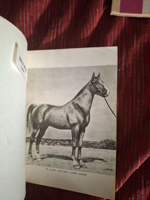 O exterior do Cavalo hipismo equitação