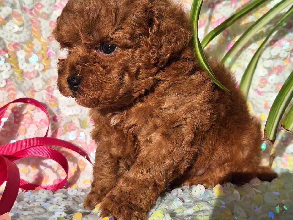 Cavapoo  szczeniaczek z rodowodem