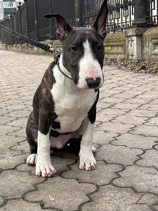 Цуценя Бультер`єра