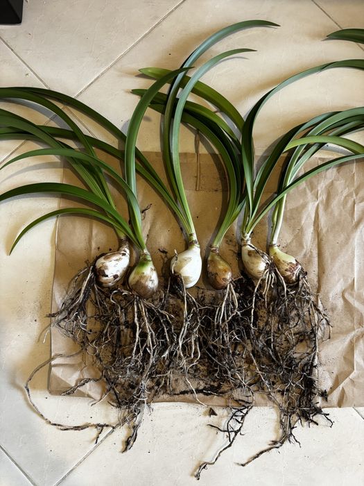 Гіпеаструм Aulikum (Аулікум)