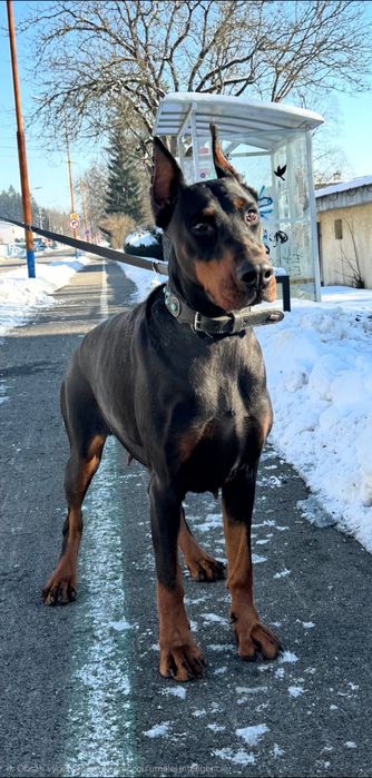 Doberman suczka 3,5 letnia