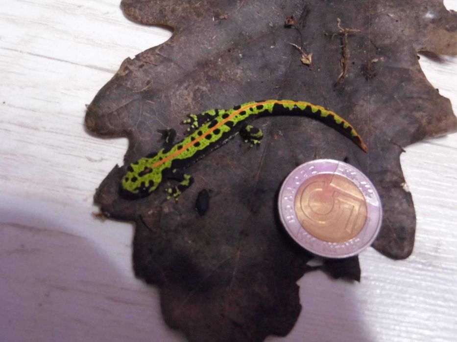 Traszka marmurkowa (Triturus marmoratus) na sprzedaż