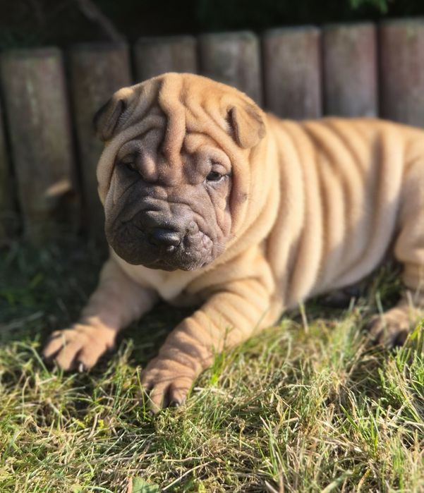 Shar pei - malutki DESIMIR rozgląda się za nowym domem*ZKwP/FCI