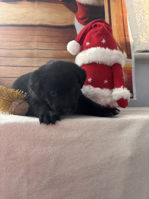 Щенок, цуценя, собака, песик, щеня