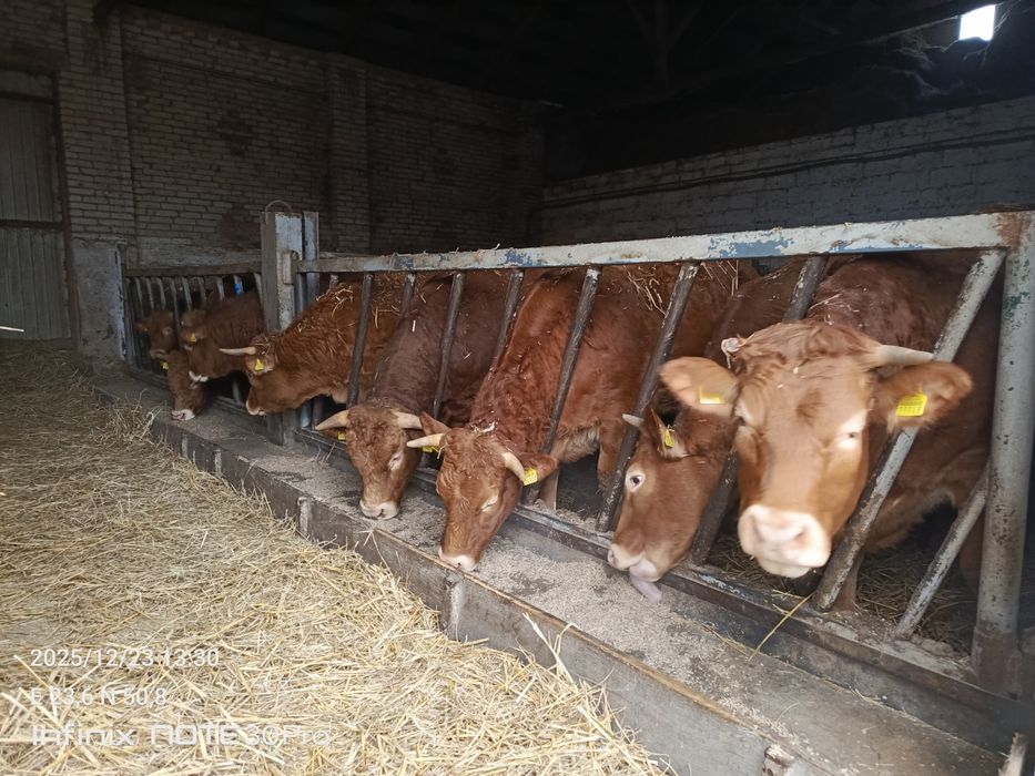 Sprzedam jałówki cielne 4 sztuki