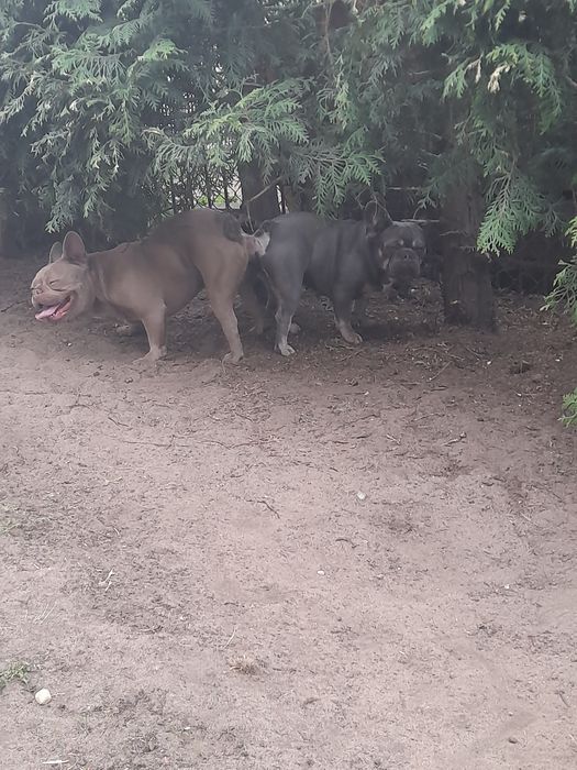 Buldog francuski pies