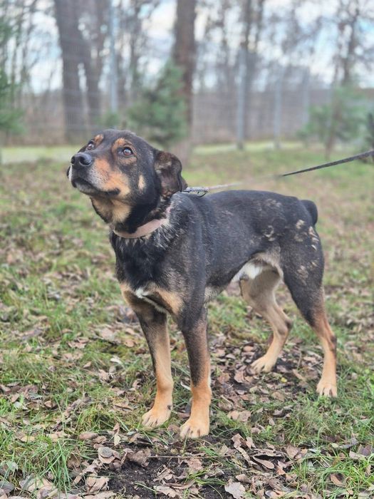 Mikado - kundelek, który wyczekuje adopcji!