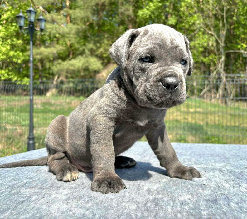 Cane Corso szczeniak  ZKwP (FCI)