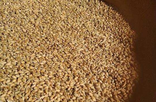 Łubin karo           .