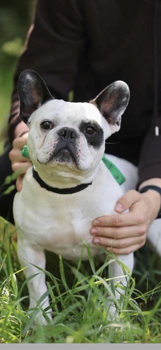 Do adopcji w typie buldog francuski
