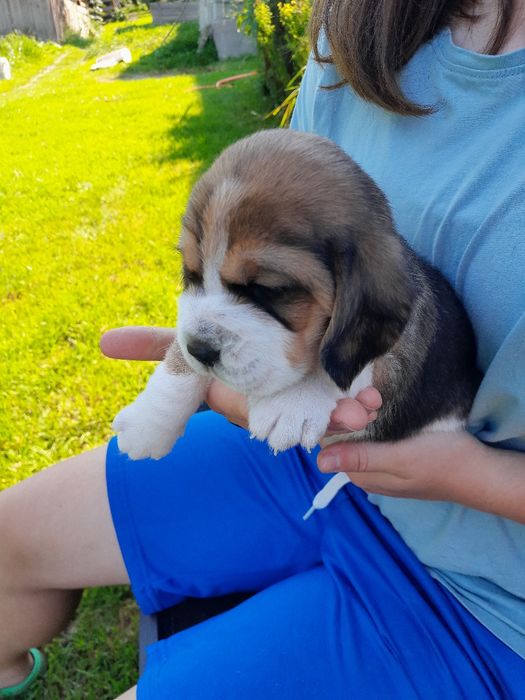 Beagle szczeniak ZKwP(FCI)