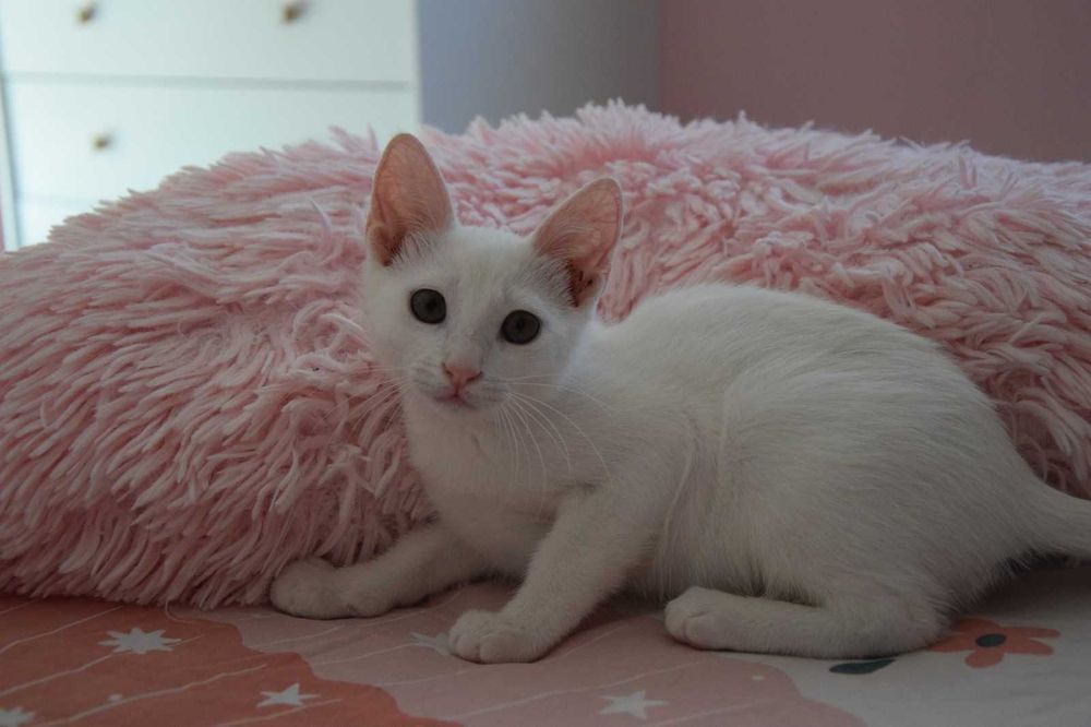 Gatinhos bebés para adopção responsável