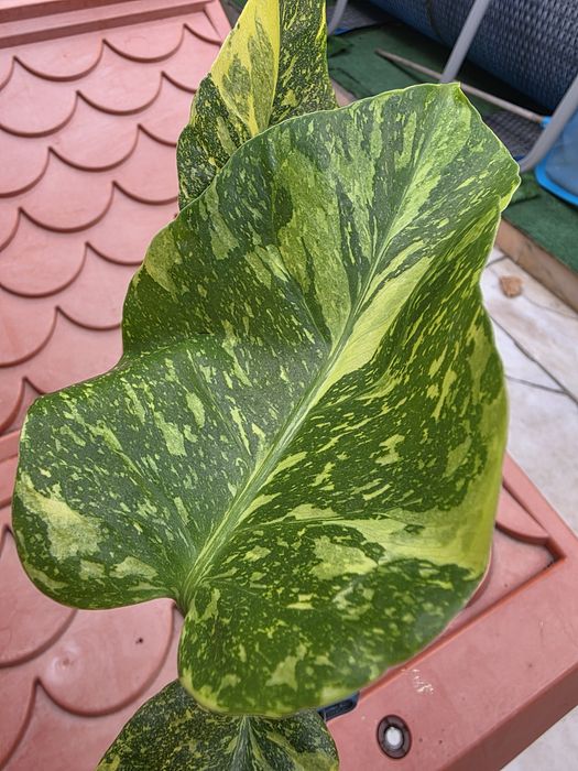 Monstera  Electrolyte/ ElectroLight