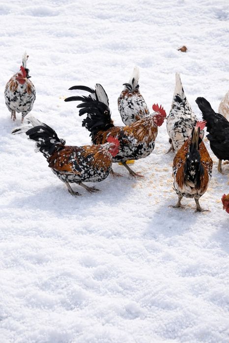 Koguty Liliputki Karzełki