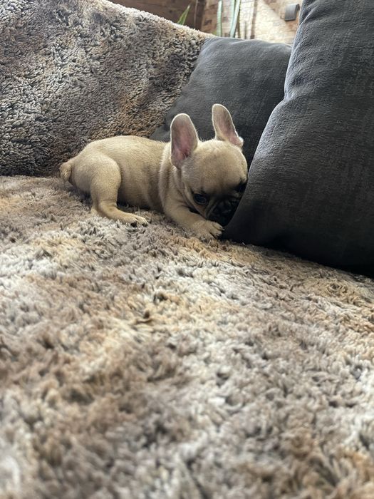 Bulldogue frances