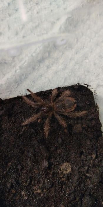 Xenestis Intermedia 4dc samiczka