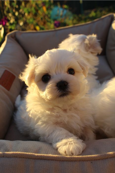 Чисткровні цуценята мальтійської болонки