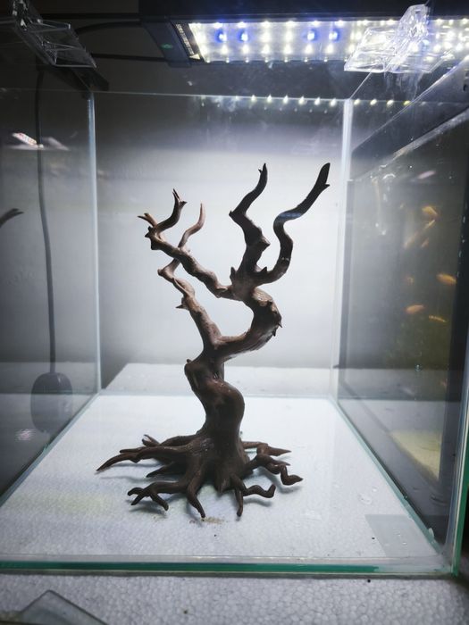Bonsai  para aquário