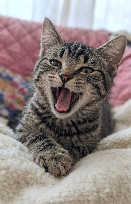 Кошенята тигрові, хлопчики в люблячі руки (кіт, котик, котеня)