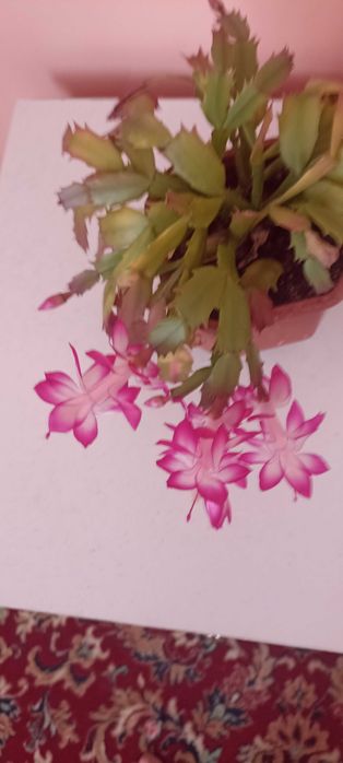 Продам вазон Рождественик