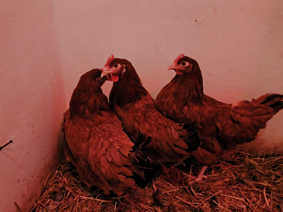 Kury nioski  22 tyg - transport .