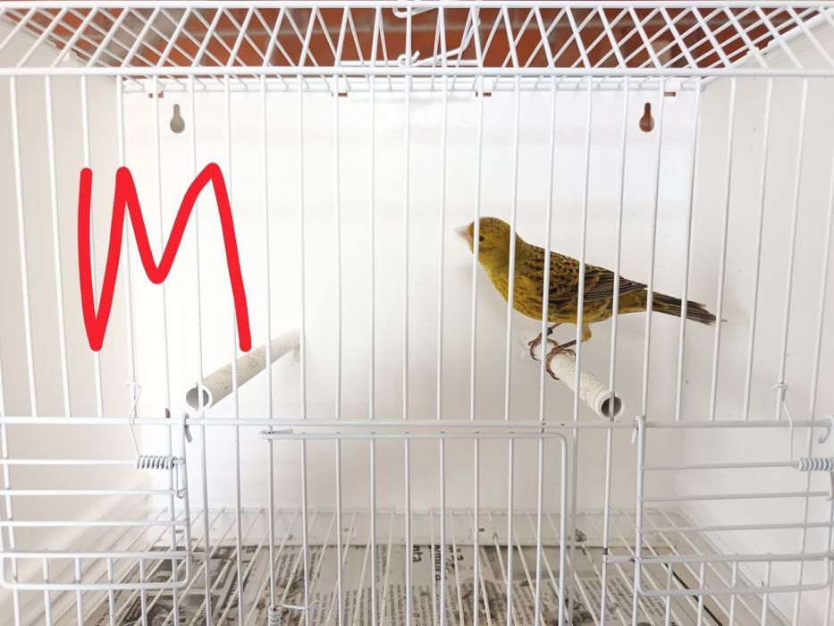 Canários Lizard 2025 LER DESCRIÇÃO