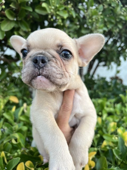 Bulldog francês macho  sable baixinho e curtinho