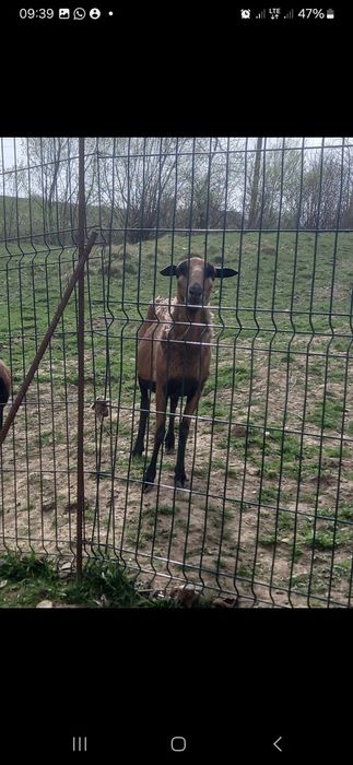 Owca kameruńska na sprzedaż