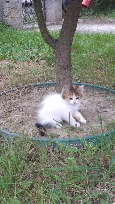 Подарую кошенят, котика, кішку