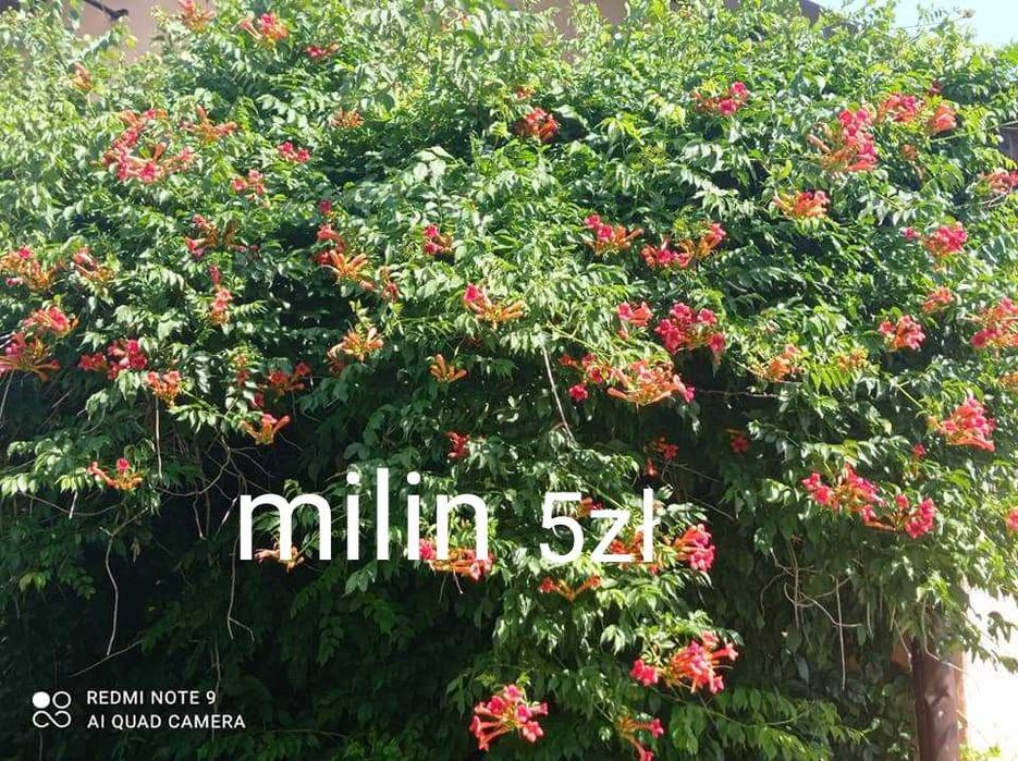 Sprzedam sadzonki pnącze milin czerwony