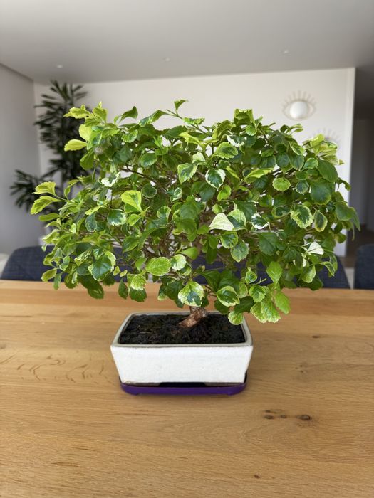 Bonsai Duranta 15 anos