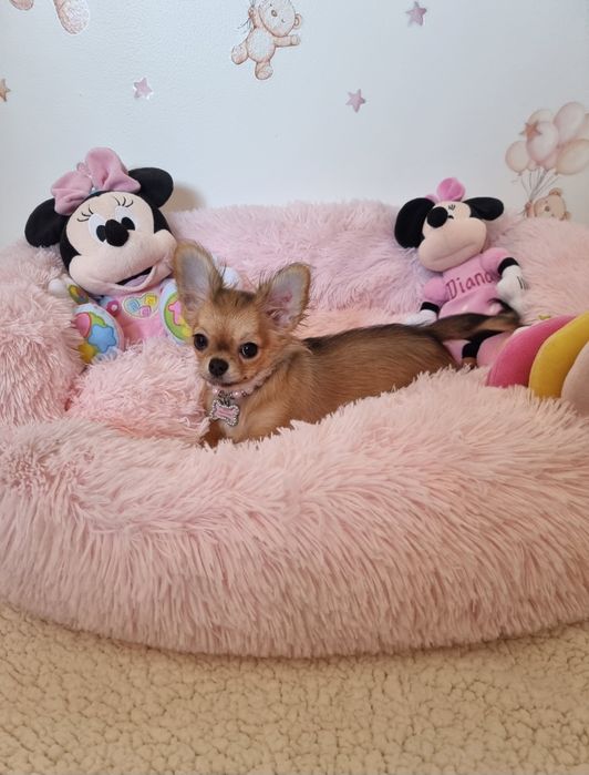 Chi Fêmea mini  pêlo longo c tds as vacinas  Pedigree e afixo