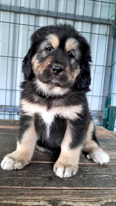 Тибетського мастифа цуценята продаж